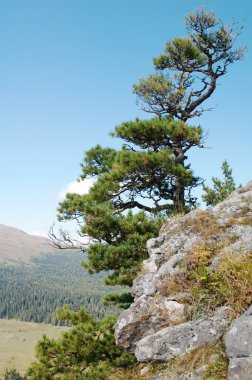 kayanın üzerinde Mountain pine.