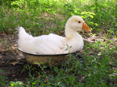 The goose in a bowl with water. clipart