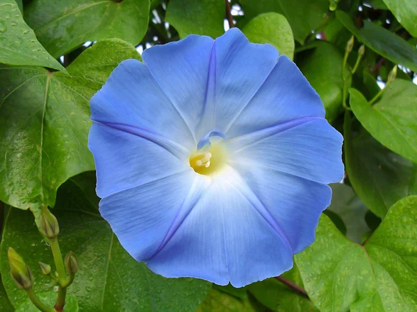 Ipomoea flower close up. — Stock Photo, Image