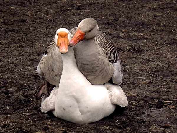 Goose love. — Stock Photo, Image