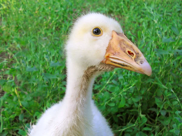 Meraklı kaz. — Stok fotoğraf