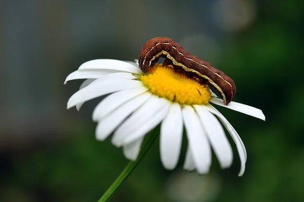 Caterpillar on a camomile close up. — Stock Photo, Image