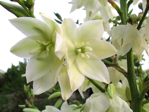 Flowers of a nitchaty yucca close up. — Stock Photo, Image