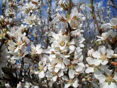 çiçek açması Erik.