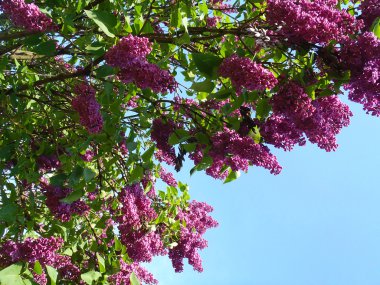 Gökyüzüne karşı çiçek açması leylak.