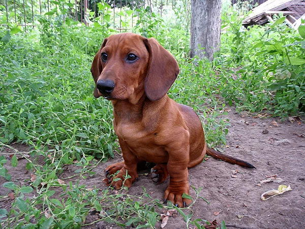 Puppy of a sleek-haired dachshund. — Stock Photo, Image