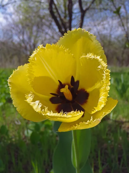 Žlutými třásněmi Tulipán zahrada, makro. — Stock fotografie