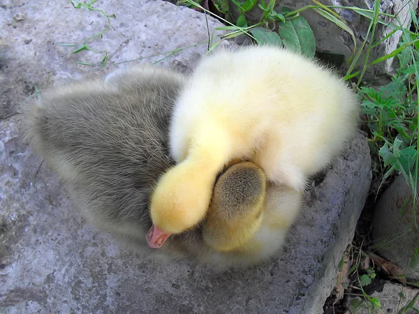 Yin y Yan. Dos pequeñas gallinas de cerca . Imagen De Stock