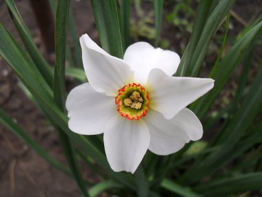 White narcissus close up. clipart