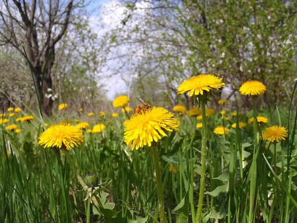Bir glade üzerinde sarı karahindiba.