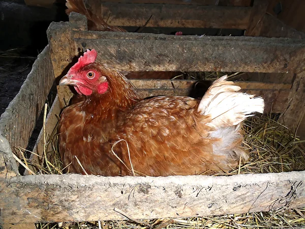 Hühner - eine Schicht Lohmannbraun im Nest. lizenzfreie Stockbilder