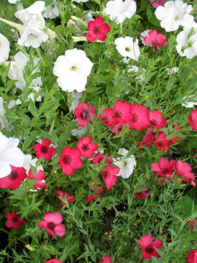 Petunya ve dekoratif pembe linum çiçek yatakta.