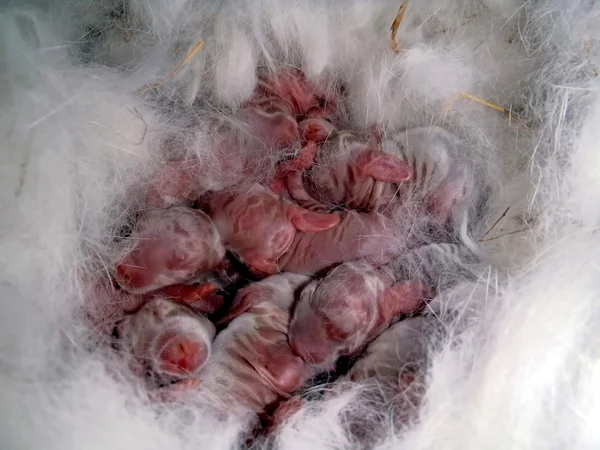 Маленькі новонароджені кролики в гнізді . — стокове фото