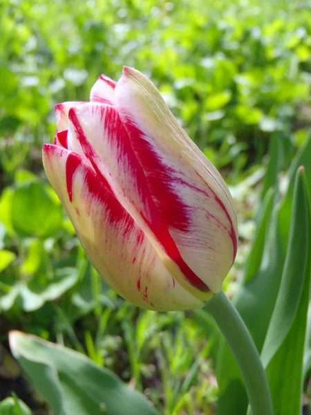 Bud of a two-color tulip, macro. — Stock Photo, Image