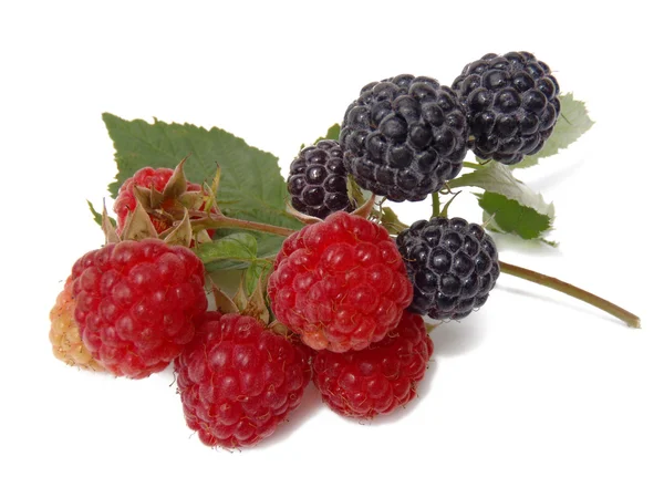 Blackberry and raspberry with green leaflets on a white background, macro. — Stock Photo, Image