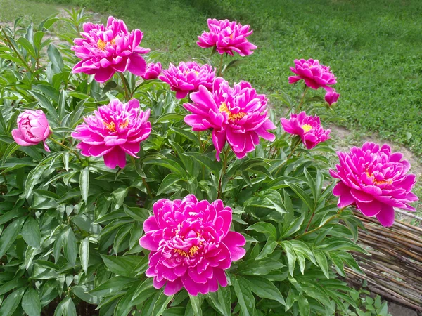 Bir çiçek yatakta Kızıl peonies.