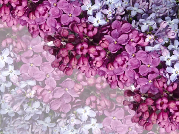 Fondo de flores de una lila . — Foto de Stock