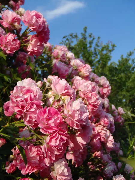 The pink trudging rose close up. — Stock Photo, Image