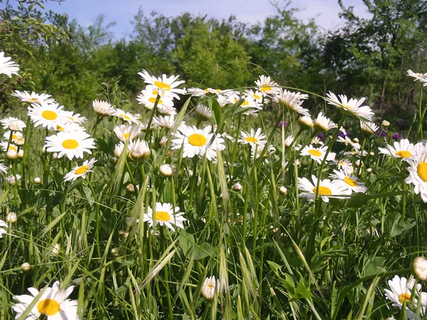Camomiles on a glade close up. — Stock Photo, Image