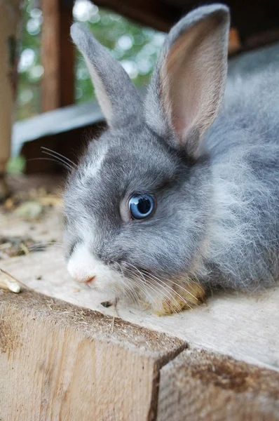 Dekorativní angorský králík modré barvy. — Stock fotografie