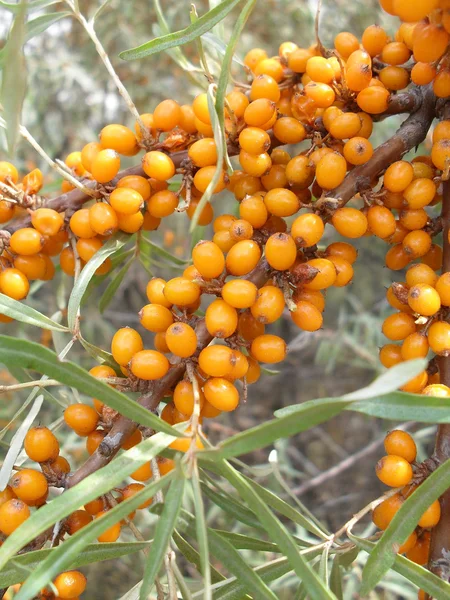 Bacche di olivello spinoso su un ramo, macro . — Foto Stock