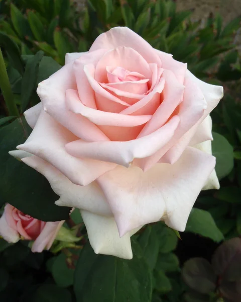 Pink tea and hybrid rose "Fires of Moscow", macro. — Stock Photo, Image