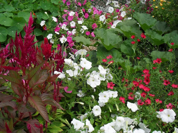 Petunya ve dekoratif pembe linum çiçek yatakta.