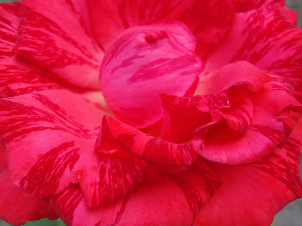 Rode marmeren roos van "Red intuïtie", macro. — Stockfoto
