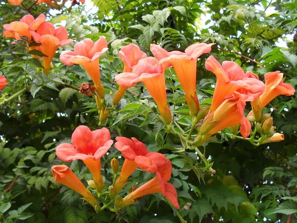 Cultivated flowers of Campsis radicans close up. Stock Photo