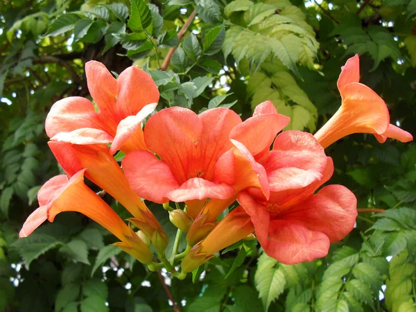 Cultivated flowers of Campsis radicans close up. Stock Picture