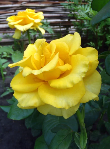 Жовтий чай і гібридних троянд "Papillon", макрос. Стокова Картинка