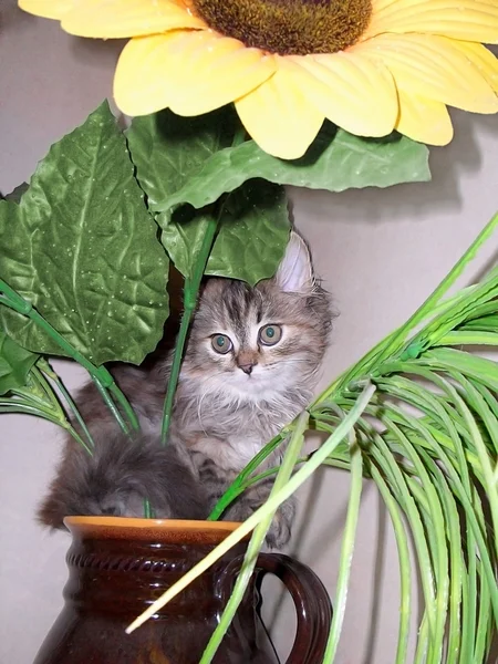Pequeno gatinho em um jarro com um girassol . — Fotografia de Stock