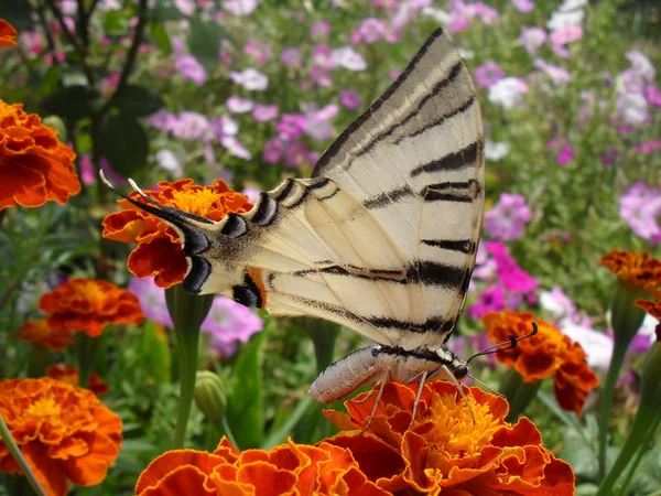 Hermosa mariposa de "Papilio machaon" en una flor, macro . — Foto de Stock