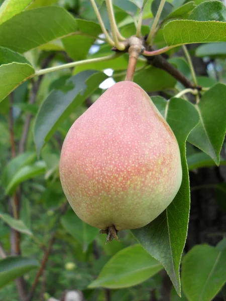 Poire mûre sur une branche, macro . — Photo