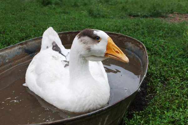 The goose in a trough with water. — Stock Photo, Image