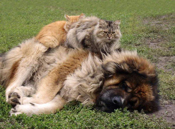 Vänskap av djur. Den kaukasiska får, hunden med två katter. — Stockfoto