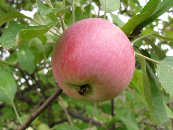 Pink apple on a tree, macro. — Stock Photo, Image