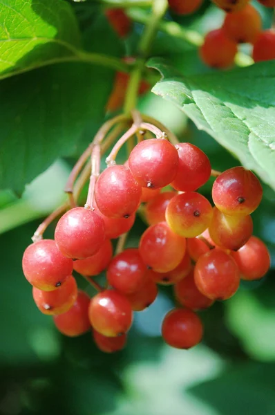 Berries of a ripe guelder-rose on a branch, macro. — Stock Photo, Image