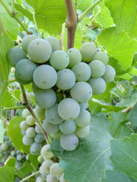 Green grapes on a bush, macro. — Stock Photo, Image