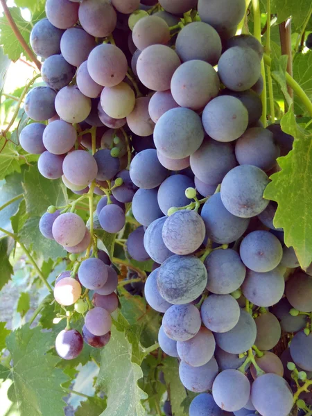 Blauwe druiven op een struik, macro. — Stockfoto