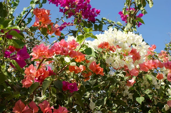 Bugenvilliya flowers Pictures, Bugenvilliya flowers Stock Photos 