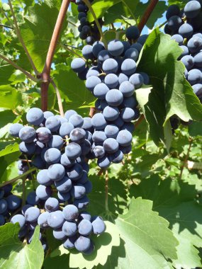 Mavi bir çalı, üzümleri makro.