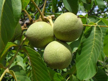 Ceviz ağacı üzerinde kapat.