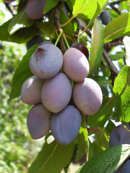 Olgun erikler ağaçta.