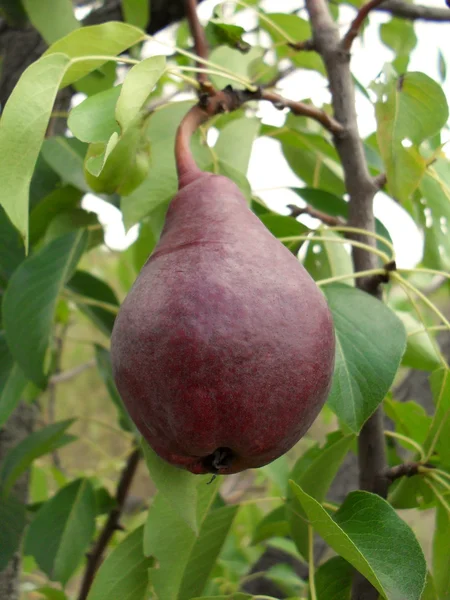 Ripe pear on a branch, macro. — Stock Photo, Image