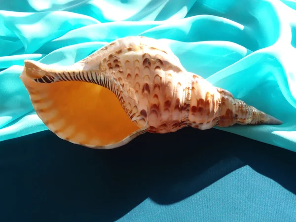 Sea cockleshell of "Charonia tritonis" on a turquoise background, macro. — Stock Photo, Image