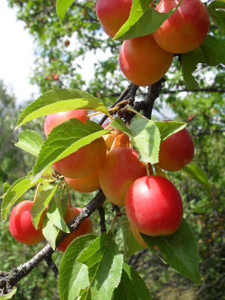 Ripe cherry plum on a tree, macro. — Stock Photo, Image