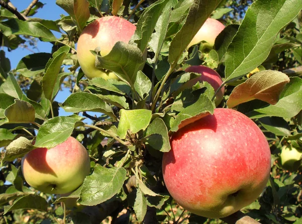 Kırmızı elma dal, makro. — Stok fotoğraf