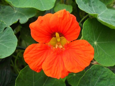 Bir portakal nasturtium çiçek yakın çekim.