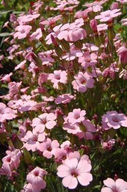 Gypsophila pembe bir bahçede yakın kadar.